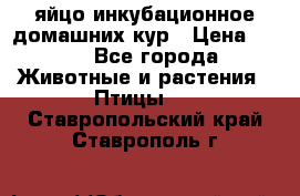 яйцо инкубационное домашних кур › Цена ­ 25 - Все города Животные и растения » Птицы   . Ставропольский край,Ставрополь г.
